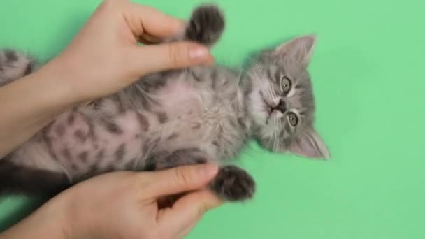 Человеческие руки делают пассивную гимнастику и заряжают котенка на зеленом фоне. - Кадры, видео