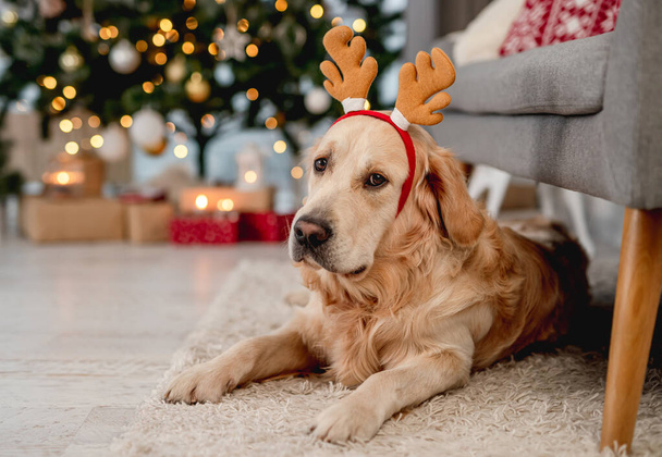Golden retriever dog in Christmas time - Фото, зображення