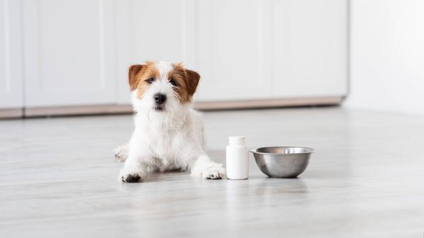 Niedlicher Jack-Russel-Hund legt durch Schale und Ergänzungsmittel - Foto, Bild