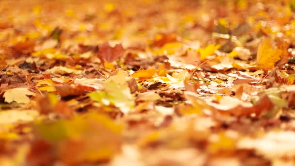 Sonbahar ağaçları, sonbahar mevsimi. Sonbahar parkında sarı, turuncu ve kırmızı sonbahar yaprakları. - Video, Çekim