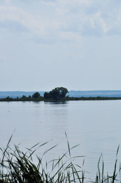 Panoramic view of the lake. View of the lake and the shore with a lonely tree. Tall grass in the foreground. - Фото, зображення