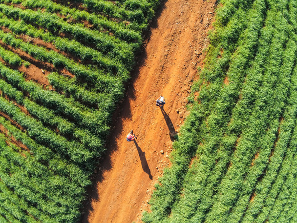 Pareja caminando en camino sucio con plantación alrededor, Santa Cruz do Sul, Rio Grande do Sul, Brasil - Foto, imagen