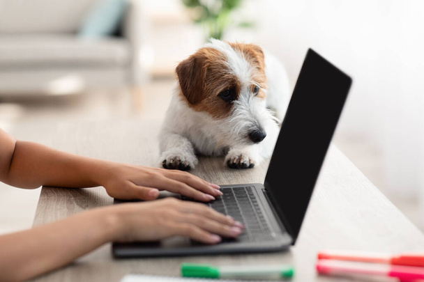 Jack russel puppy laying by typing on laptop owner - Фото, зображення
