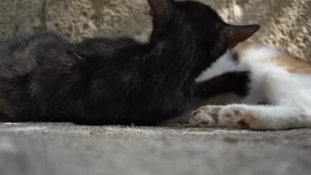 Katten spelen in de straten van Istanbul vlakbij een stenen muur op een zonnige dag - Video