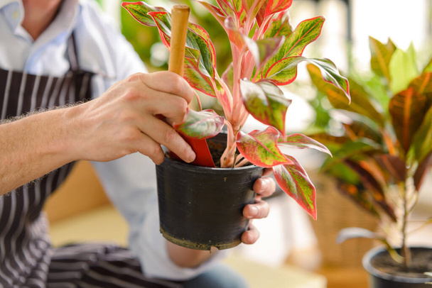 close-up to hands of gardener senior man taking care of small tree in plant pot as a hobby of home gardening at home - Photo, Image