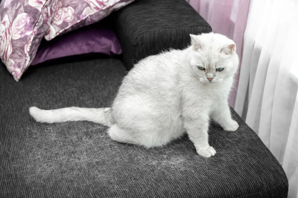 Mue d'un chat. Cheveux de chat à la maison. Le chat blanc est assis sur le canapé. Comment traiter les poils de chat. Concept. - Photo, image