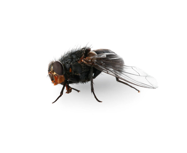 mosca aislada sobre fondo blanco - Foto, imagen