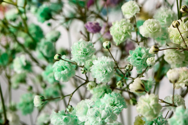 Beautiful gypsophila flowers as background, closeup - Zdjęcie, obraz