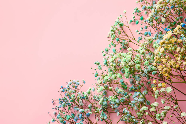 Beautiful colorful gypsophila flowers on color background, closeup - Фото, изображение