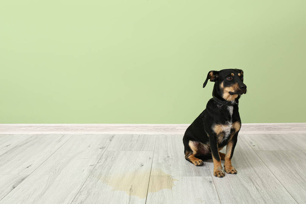 Söpö koira lähellä märkä paikalla lattialla - Valokuva, kuva