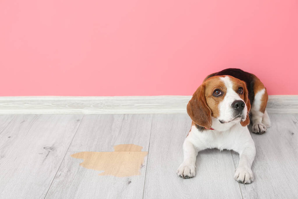 Söpö koira lähellä märkä paikalla lattialla - Valokuva, kuva