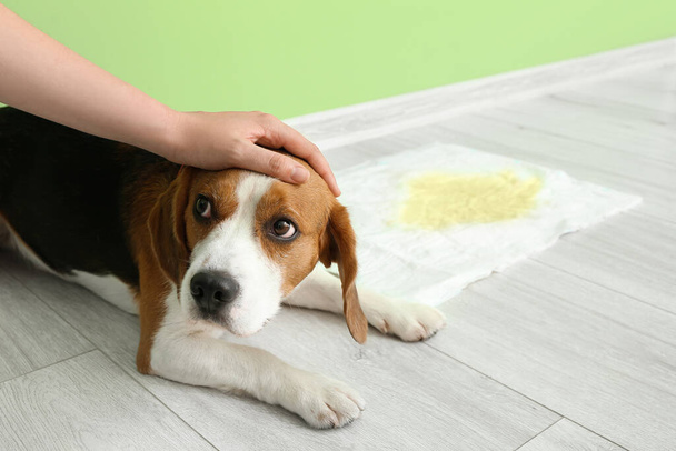 Симпатична собака біля підкладки з вологим плямою на підлозі
 - Фото, зображення