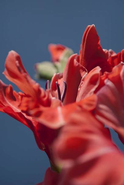 Primeros planos rosa o flor de gladiolo de melocotón en un cielo azul - Foto, imagen