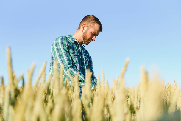 Happy mature technician checking the growth of the wheat for a quality control in a cereal field in summer - Photo, Image