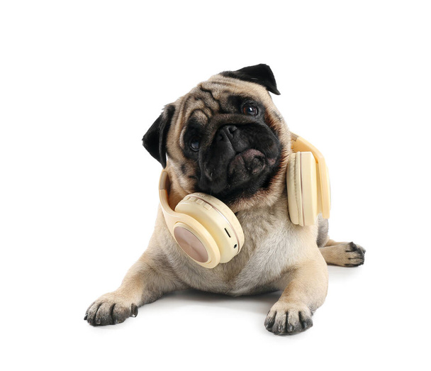Αστείος σκύλος pug με ακουστικά σε λευκό φόντο - Φωτογραφία, εικόνα