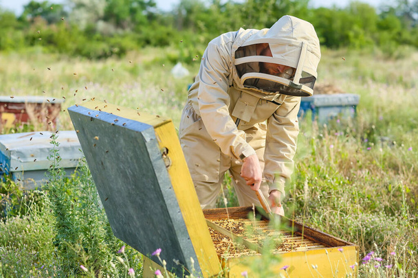 養蜂家が養蜂場で働いてる - 写真・画像