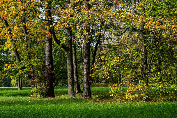 Величні кольорові ліси з сонячними променями. Природний парк. Драматична незвичайна сцена. Червоне і жовте осіннє листя. Світ краси
. - Фото, зображення