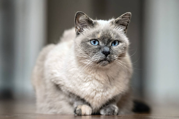 Older gray cat with piercing blue eyes, laying on wooden floor, closeup shallow depth of field photo - Foto, Bild