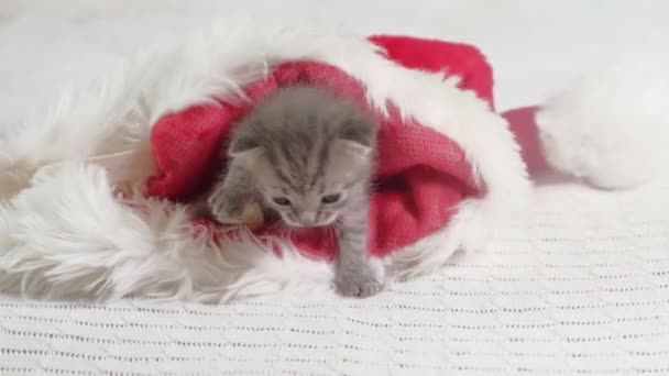 4k Little British Shorthair Kitten Crawling on Christmas Santa Hat. - Záběry, video