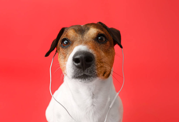 Cute Jack Russel Terrier with earphones listening to music on color background - Photo, Image