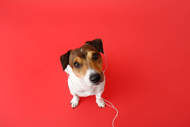 Χαριτωμένο Jack Russel Terrier με ακουστικά ακούγοντας μουσική στο φόντο χρώμα - Φωτογραφία, εικόνα