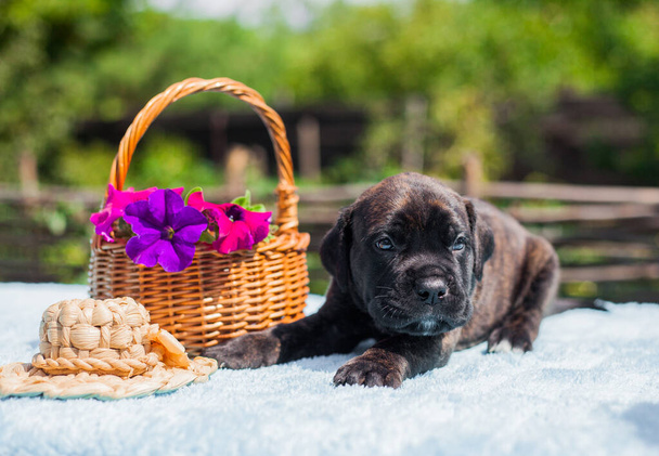 Pequeno filhote de cachorro de corso de cana com flores - Foto, Imagem