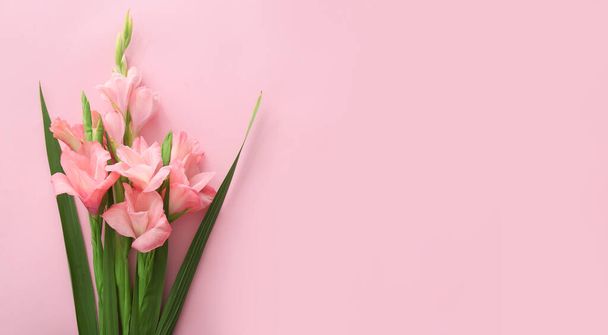 Prachtige gladiolen bloemen op roze achtergrond - Foto, afbeelding