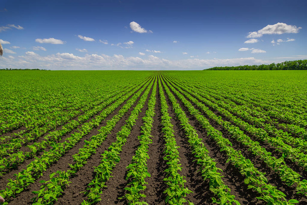 Mûrissement des champs de soja au printemps, paysage agricole - Photo, image