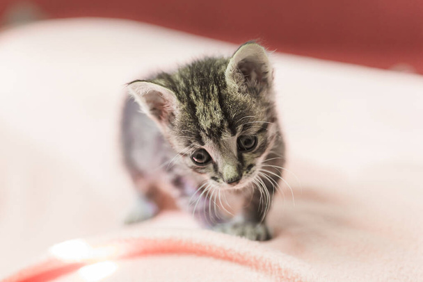 Il gattino sta guardando in alto. Gattino grigio a strisce con gli occhi azzurri alza lo sguardo con entusiasmo
. - Foto, immagini