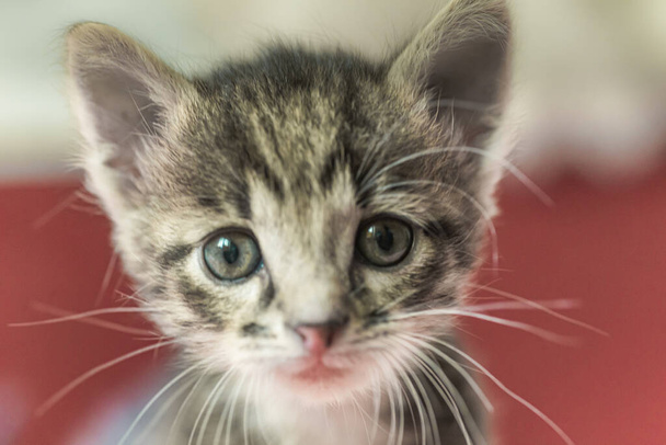 Il gattino sta guardando in alto. Gattino grigio a strisce con gli occhi azzurri alza lo sguardo con entusiasmo
. - Foto, immagini
