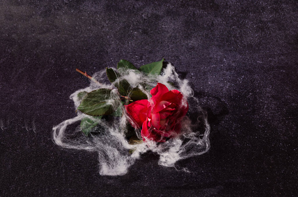 Eine schöne rote Rose, bedeckt mit Spinnennetz, auf einem dunklen Hintergrund liegend. Gruseliges Liebeskonzept zu Halloween. Ende der Romantik oder Auflösung der künstlerischen Gestaltung. - Foto, Bild