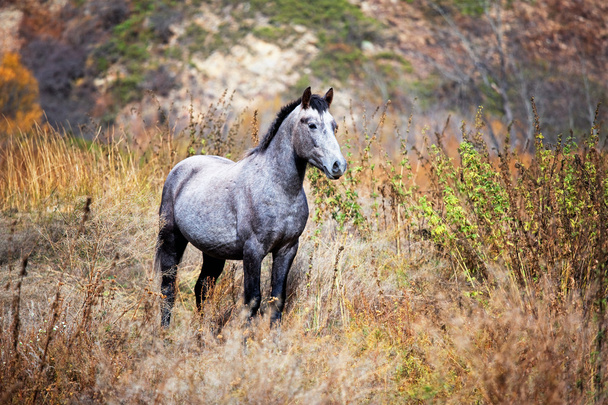 Hermoso caballo gris
 - Foto, imagen
