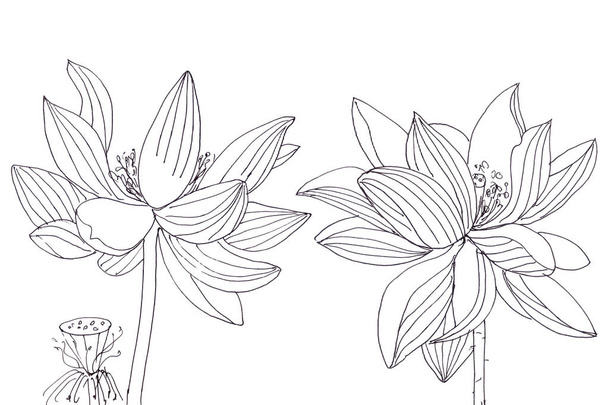 Lotus kukka ja härkä, graafinen mustavalkoinen lineaarinen piirustus. Korkealaatuinen kuva - Valokuva, kuva