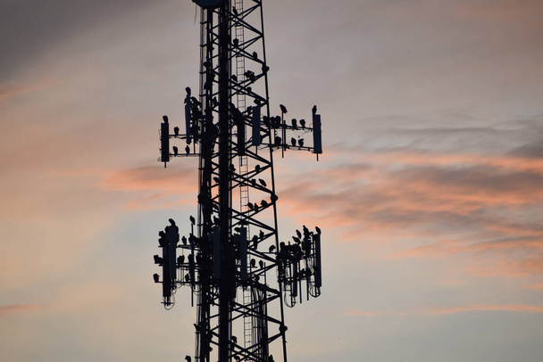 Vultures sitting on a telephone tower in the Florida everglades at sunrise - Photo, Image
