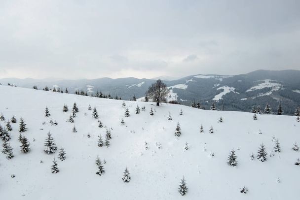 Vista aérea del paisaje de invierno con colinas de montaña cubiertas de bosque de pinos siempreverdes después de fuertes nevadas en la fría noche tranquila. - Foto, Imagen
