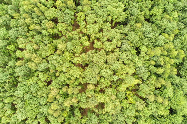 Von oben nach unten Luftaufnahme des grünen Sommerwaldes mit Vordächern von vielen frischen Bäumen. - Foto, Bild