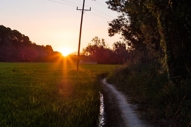 Zonsopgang schijnt op de oever van een groen rijstveld op een onverharde weg - Foto, afbeelding