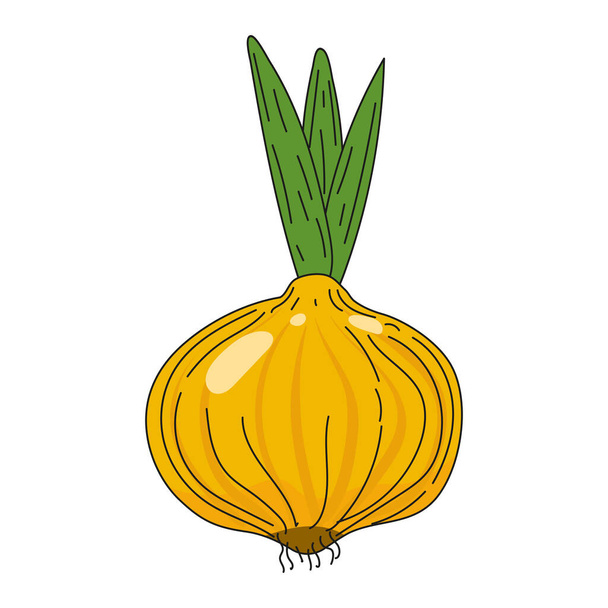Cebolla vegetal mano dibujo garabato icono, producto agrícola ecológico. Dibujo vectorial ilustración vintage, estilo de grabado retro - Vector, imagen