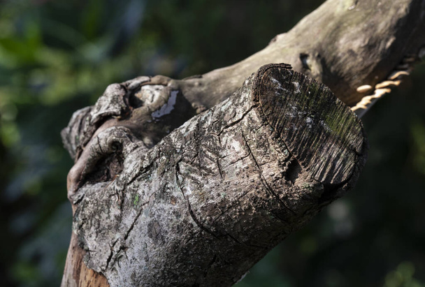 Текстура сухої деревини дерева
 - Фото, зображення