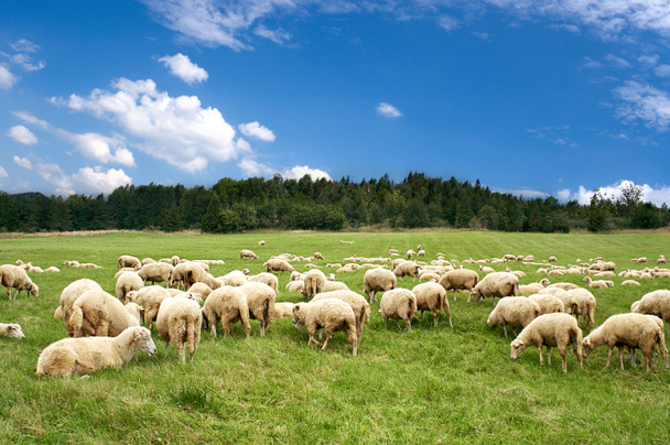 veel schapen op de prachtige groene weide - Foto, afbeelding