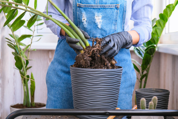 Puutarhuri nainen siirtää sisäkasvit ja käyttää lapio pöydällä. Zamioculcas Käsite kasvien hoito ja kotipuutarha. Kevätistutus. Rahapuu - Valokuva, kuva