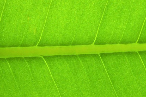 Green leaf - Zdjęcie, obraz