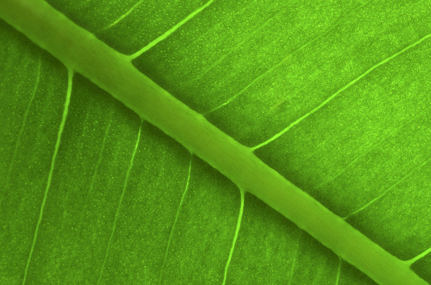 Leaf background - Zdjęcie, obraz