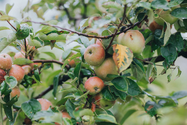 Een close-up van de verse rijpe appels op de boom. - Foto, afbeelding