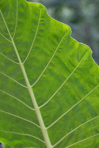Beauty of Nature, curve of Fresh Green Leaf , showing detail on Texture and Pattern - Foto, afbeelding