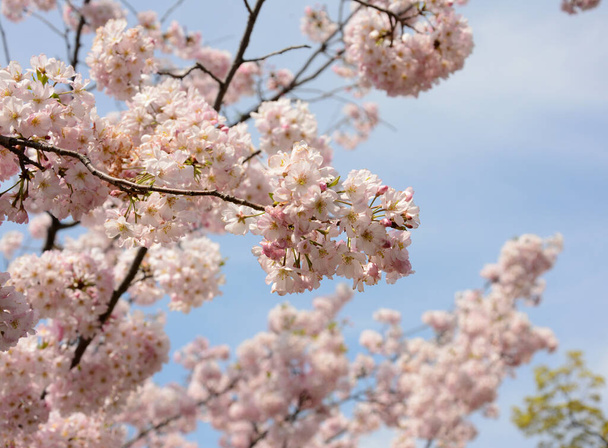A closeup shot of sakura blossoms during the daytime - Foto, immagini