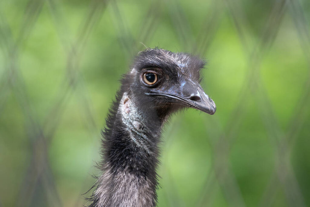 Close up Emu Bird's Face - Фото, изображение