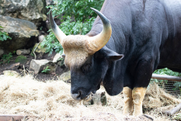 Закрыть Гаур, Индийский бизон на зеленом дворе - Фото, изображение
