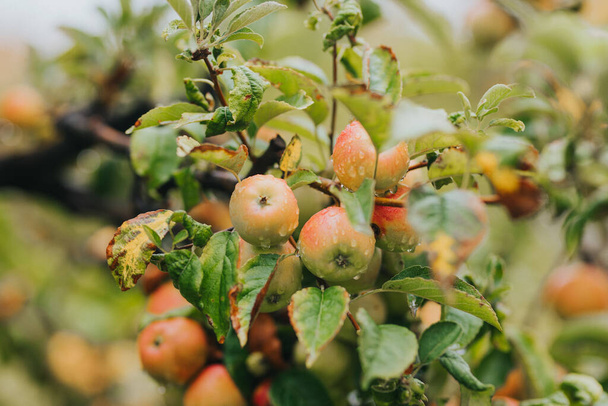 A closeup of the fresh ripe apples on the tree. - Fotó, kép