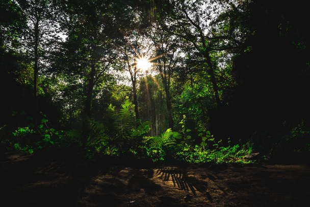 A beautiful sun shining through the branches of trees in the forest - Фото, изображение